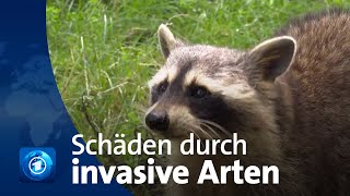 Neue Studie hohe wirtschaftliche Schäden durch invasive Arten [upl. by Jonis]