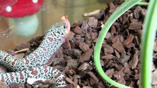 Lampropeltis mexicana mexicana quotgranitquot [upl. by Milah]