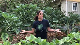 Everything You Need To Know About Jolly Green Tree Collards [upl. by Humpage]