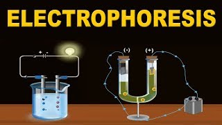 Electrophoresis  12th Std  Chemistry  Science  CBSE Board  Home Revise [upl. by Jain]