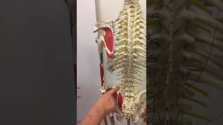 M Erectores trunci en M Quadratus lumborum [upl. by Burg]