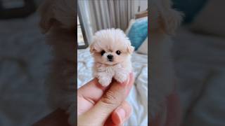 Do you like dogs doglover funny cute [upl. by Giule435]