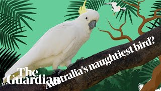 On the trail of Australias naughtiest cockatoo [upl. by Ahtekal]