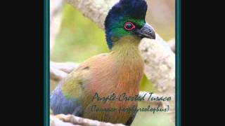 PurpleCrested Turaco [upl. by Ainos]