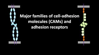 Major families of cell adhesion molecules or CAMs and adhesion receptors [upl. by Neerihs]