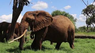 The Giants of Samburu National Reserve [upl. by Acilegna]