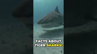 Facts about tiger sharks funfacts factsoftheday explore exploremore didyouknow animalbehavior [upl. by Nahs]