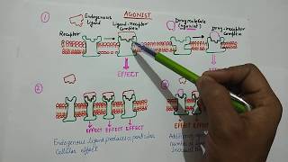 Agonist amp Antagonist  What is Agonist   What is Antagonist   Agonist definition  Pharmacology [upl. by Toddy]