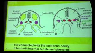 11 DrDoaa 1642015  Fetal circulation  Urinary system  pronephros  meso nephros [upl. by Eidoj]