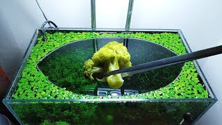 22nd Month – Broccoli Feeding Frenzy NO filter NO CO2 NO Ferts 5 Gallon Nano Tank [upl. by Kipton]