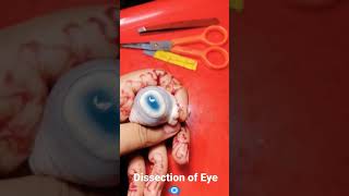 Dissection of Eye  parts of Real Eye 👁‍🗨 [upl. by Inimod695]