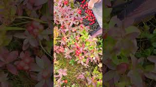 Berry picking tools harvesting [upl. by Enelad]