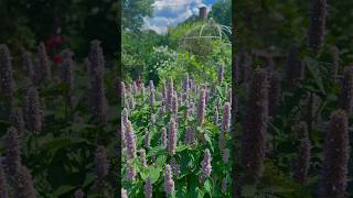 Yummiest food for my pollinators 🐝 summervibes organicgardening purpleflowers [upl. by Oramug]