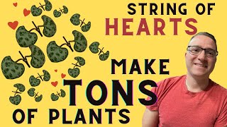 String of Hearts Propagation  The most EFFICIENT method [upl. by Auehsoj]