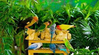 Cat TV Happy Parrots Lively Squirrels and Majestic Birds in 4K HDR  3 Hour Natures Playground [upl. by Anetta463]