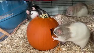 rats having a pumpkin [upl. by Charles]