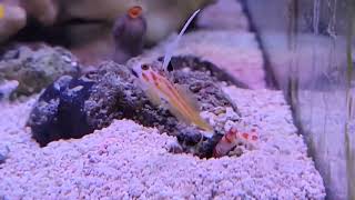 Goby  Pistol Shrimp pair [upl. by Mooney]