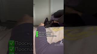 schipperke собака шипперке собаки [upl. by Atsev441]