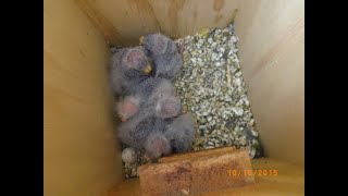 TECNICA PARA CRIAR LOROS PAPILLEROS O CUALQUIER TIPO DE PAJARO [upl. by Inat]