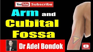 The Arm and Cubital Fossa Dr Adel Bondok Anatomy Channel [upl. by Euqinomad520]