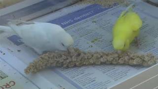 How To Care For Budgie Birds [upl. by Annairdna]