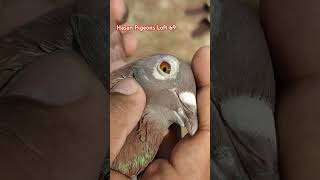 Reacing Homar Pigeon Inbreed PythonStefan Lambrich pigeon [upl. by Fabrin]