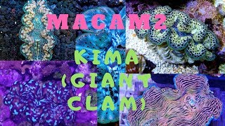 6 JENIS Kima Giant Clam Untuk Aquarium Anda FotoampVideo perkembangan Kima di menit 630 [upl. by Aralomo235]