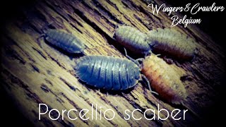 All about Porcellio scaber  P scaber  isopod  Common Rough Woodlouse Terrarium  Species Profile [upl. by Keffer157]