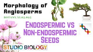 BOTANY XI05093 – Morphology of Angiosperms – Endospermic vs Nonendospermic seeds [upl. by Alis]