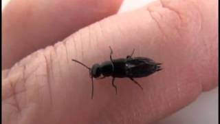 Rove Beetle [upl. by Akeyla]