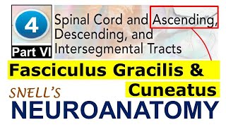 Chp4F Fasciculus Gracilis amp Cuneatus  Ascending Tracts  Snell Neuroanatomy Chp4 PartF [upl. by Eupheemia791]