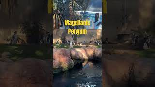 Magellanic Penguin penguin september earthwindfire [upl. by Huttan]