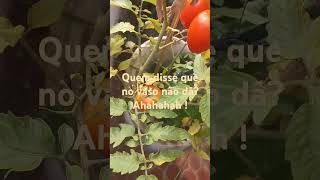 Plantação de Tomate [upl. by Meng]