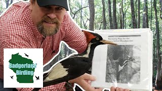 Does This Man Have Proof the Ivorybilled Woodpecker is NOT Extinct With Matt Courtman [upl. by Lash980]