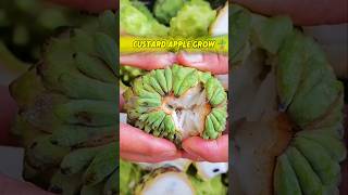 Grow anonas fruit  custard apple tree from seeds shorts atemoya cherimoya apple sugerapple [upl. by Adnertal]