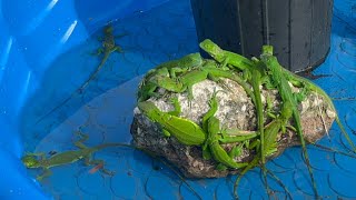 Baby Iguana Mini Pool Pond We Found a Nest Box FULL of HATCHLINGS [upl. by Esilegna940]