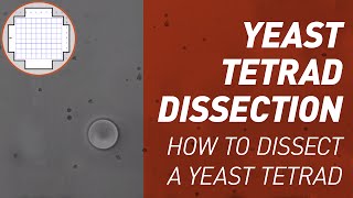 Yeast Tetrad Dissection  Singer Instruments [upl. by Xila]