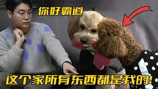 收养的狗天天欺负自家狗，女主人想一碗水端平，训犬师却说她错了 [upl. by Lemcke]