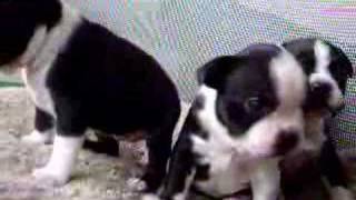 Funny Cute Boston Terrier Puppy Barking [upl. by Odlabso]