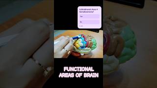 BRODMANNs Areas  Functional areas of brain  Localization on Human Brain Model [upl. by Che]