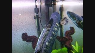 Hand feeding snakehead in slowmotion very agressif arowana oscar snakehead eel pangasius [upl. by Tertius]