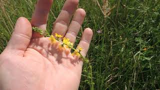 Agrimonia eupatoria 200819 [upl. by Hannon]