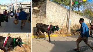 Paseo de toro en San Sebastian Del Monte Oaxaca 2023 mixteca oaxaca fiestas sansebastian [upl. by Aerdnahc]