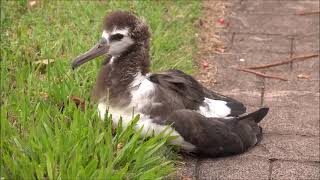 Laysan Albatross Hawaii [upl. by Arela]