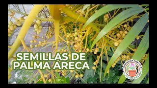 Sembrando Semillas de Palma Areca  Sowing Areca Palm Seeds [upl. by Sallie]