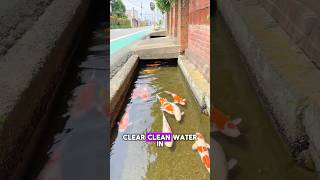 Koi Fish Thriving in Japan’s Clear Drains✨😮 koi japan fish drainage [upl. by Eiramyelhsa]