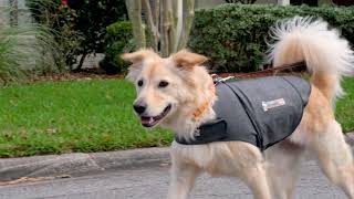 ThunderShirt Training Video 2020 [upl. by Alehs546]