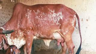 Gir cow for sale new ekta dairy farm sundrel 9340779294 gircow gircowfarming [upl. by Eilarol]