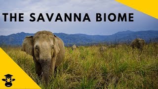 Savanna Grassland Biomes of the world [upl. by Saihttam]