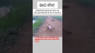 बेचारा डोग को सोट लग गया 🤣youtube animals animal animalllover animalshorts sort viral [upl. by Phio]